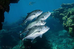 Big-eye Trevally.  Ningaloo Reef, Western Australia.  Can... by Ross Gudgeon 